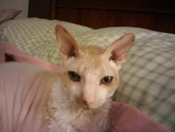 Meet Krink a Cornish Rex